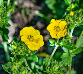 High fingerwort Potentilla recta (Family: Rosaceae). It is native to Eurasia.