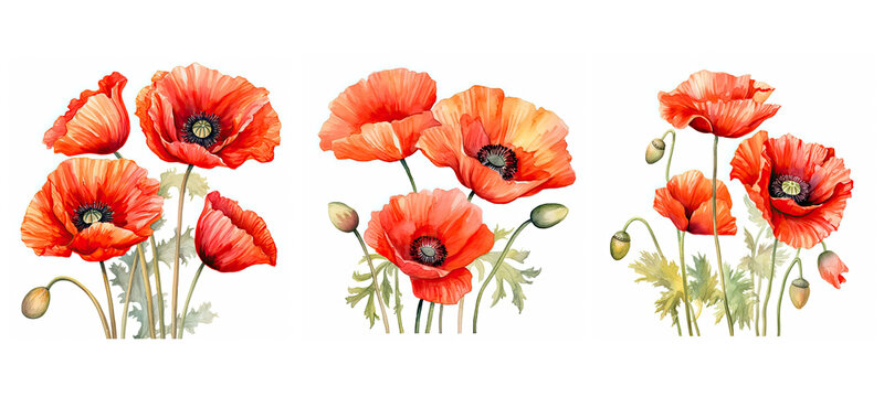 blossom poppy flowers watercolor ai generated