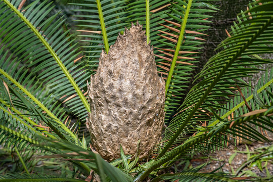 Dioon edule male (Mexican Double Palm Fern). Botanical garden Heidelberg, Baden Wuerttemberg, Germany