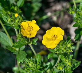 High fingerwort Potentilla recta (Family: Rosaceae). It is native to Eurasia.