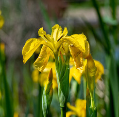 Macro shot of a colorful wild yellow flag iris (Iris versicolor)..