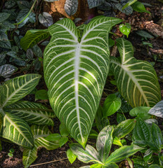 Angel‘s Wing (Caladium lindenii) leaves