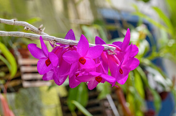 Dendrobium sulawesiense, orchid species, native to Sulawesi region of Indonesia. Botanical Garden,...
