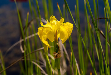 Iris Pseudacorus Yellow Water Flag