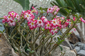 Beautiful Pink Adenium obesum flower in garden, (Desert Rose, Impala Lily, Mock Azalea)