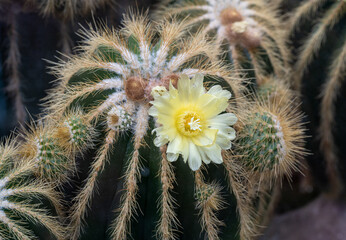 Blossoming Parodia cactus with yellow flowers
