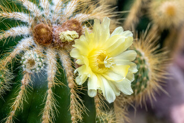 Blossoming Parodia cactus with yellow flowers