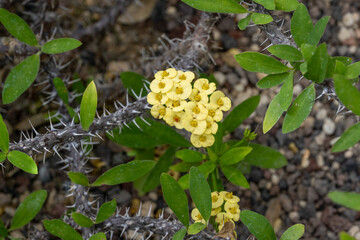 Crown of Thorns or Christ Plant (Euphorbia milii), native to Madagascar. Botanical Garden, kit,...