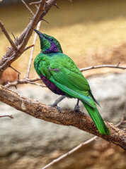 The emerald starling (Lamprotornis iris) is also known as the iris glossy starling.