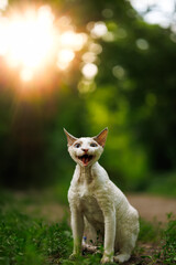 A funny snow-white kitty and his forest quest