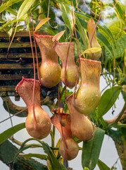 The tropical pitcher plant nepenthes ventricosa, a - plant. Nepenthes ventricosa is endemic to...