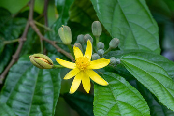 Glyphaea brevis is a genus of flowering plant in the family Malvaceae