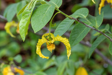 Monodora myristica, the calabash nutmeg, is a tropical tree of the family Annonaceae
