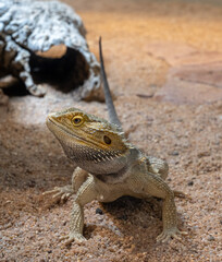 Central bearded dragon or color bearded dragon (pogona vitticeps).