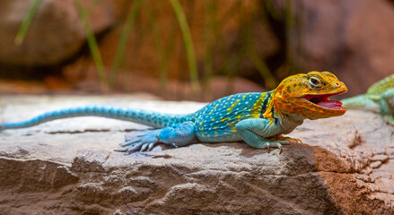 Common Collared lizard (Crotaphytis-collaris) on a rock.