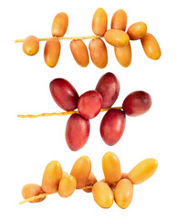 Date palm or phoenix dactylifera fruits on transparent background.