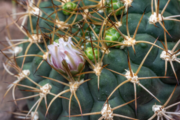 Obraz premium Close up red flower of gymnocalycium baldianum cactus