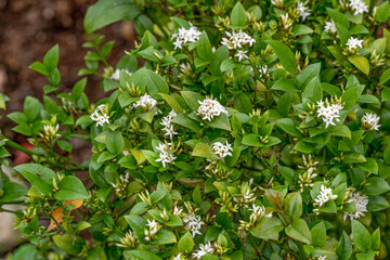 Carissa bispinosa grows as a shrub or small tree