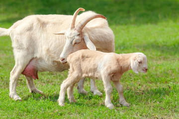 A white horned goat with a newborn baby goat walks on a green lawn on a sunny summer day