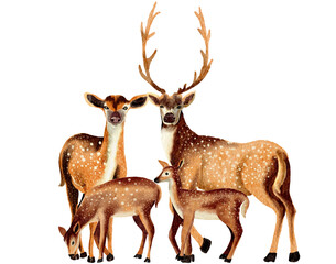 Deer watercolor,wild animal