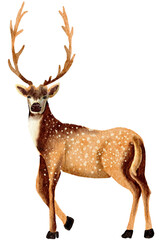 Deer watercolor,wild animal