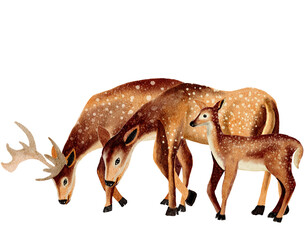 Deer watercolor,wild animal