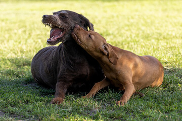 Labradoodle plays with ridgeback puppy