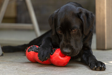 Labrador puppy with toys;