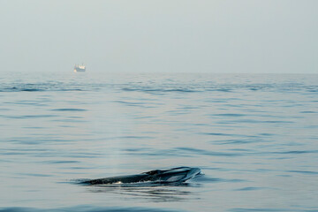 A Balaenoptera physalus, the common fin whale navigates in front of the coast of Genoa in it's...