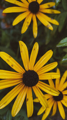yellow flower in the garden