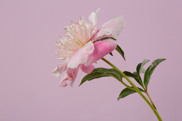 Beautiful delicate pink  peony flower  isolated on soft lilac background.