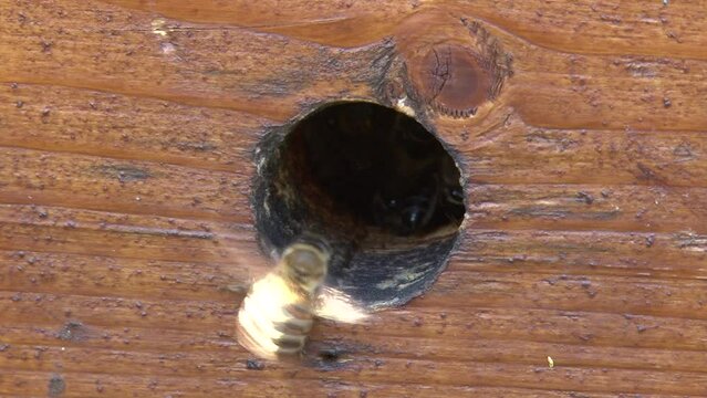 Close-up of bees in the hive's entrance hatch