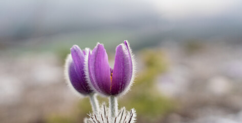 Dream grass spring flower. Pulsatilla blooms in early spring in forests and mountains. Purple pulsatilla flowers close up in the snow