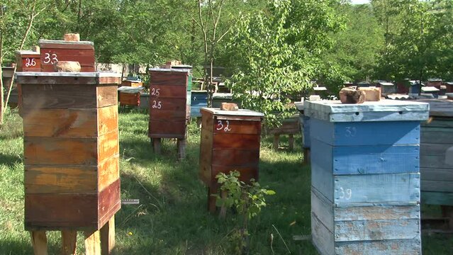 Sunny morning, apiary in a Ukrainian village, many hives, bees flying around them