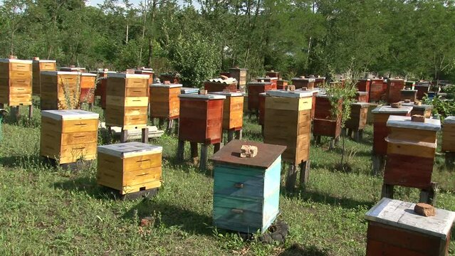 Sunny morning, apiary in a Ukrainian village, many hives, bees flying around them