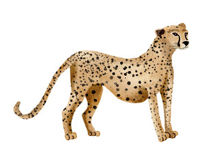 Wild animal, Leopard  watercolor painting