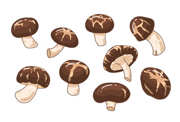 Fototapeta premium Shiitake mushrooms collection. Organic edible food for vegan, vegetarian. Asian cuisine gourmet. Fresh raw fungi vector illustration. Chinese, japanese alternative protein. Tasty ingredient for diet