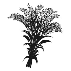 Silhouette of bunch of rice plant. Panicle of cereal crop. Bundle of ears