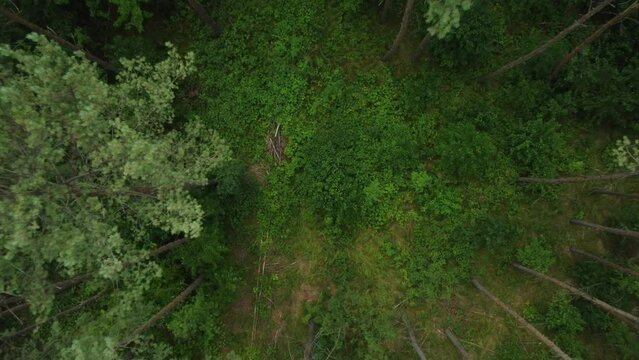 forest path from a bird's perspective