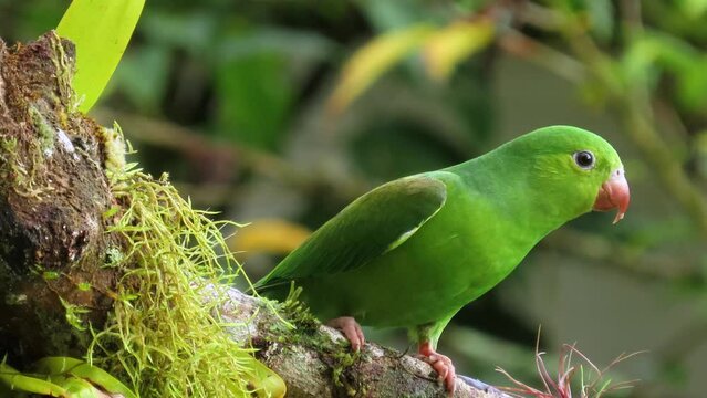 Funny Bird close up. Plain parakeet ( brotogeris tirica).