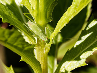 Grasshopper in plant