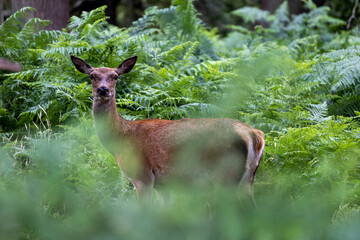 Deer through the Bushes 2
