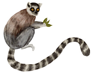 Lemur watercolor painting © jenjira