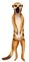 Meerkat watercolor painting