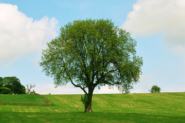 Fototapeta na wymiar Tree in the Countryside