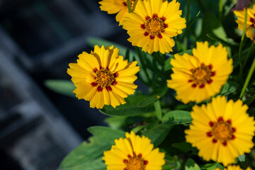 Coreopsis lanceolata flowers. Close up on the yellow flowers of this plant. It's also known as lanceleaf coreopsis, lanceleaf tickseed or sand coreopsis This cultivar is called “Walter