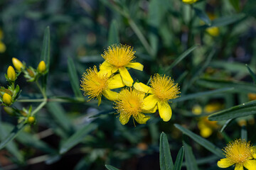 Hypericum kalmianum flowers. Close up on the yellow flowers of this plant. It's also known as...