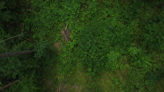 forest path from a bird's perspective