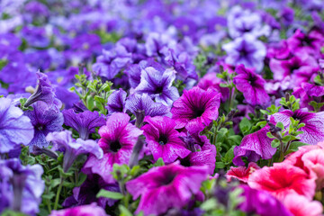 Various petunias in the greenhouse. Flower bed with petunias. Close-up. - obrazy, fototapety, plakaty