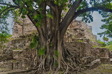 Fototapeta na wymiar A tree growing out of the ruins of a temple in the El Meco Mayan Archaeological site near Cancún